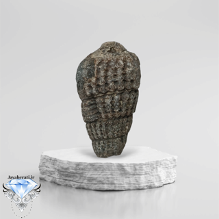 عرج السواحل اصیل غولپیکر و کلکسیونی