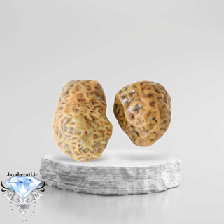 جفت زوعه رگه دار خاص و کمیاب Z14