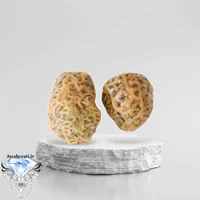 جفت زوعه رگه دار خاص و کمیاب Z14