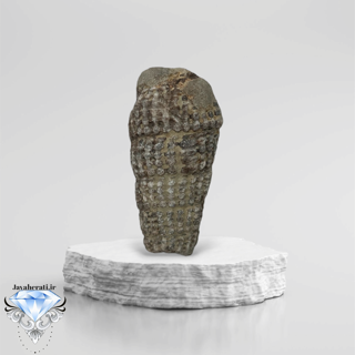 عرج السواحل اصیل درشت وکلکسیونی