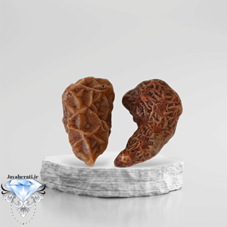 جفت زوعه سرخ بسیار خاص و کمیاب Z18