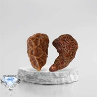 جفت زوعه سرخ بسیار خاص و کمیاب Z18