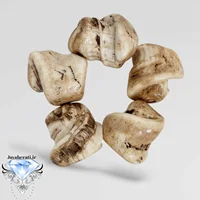 عطف بحری اصیل و کهنه(یک عدد)