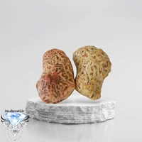 جفت زوعه رگه دار و اصیل Z12